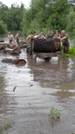 Armata Naţională intervine în zonele afectate de inundaţii